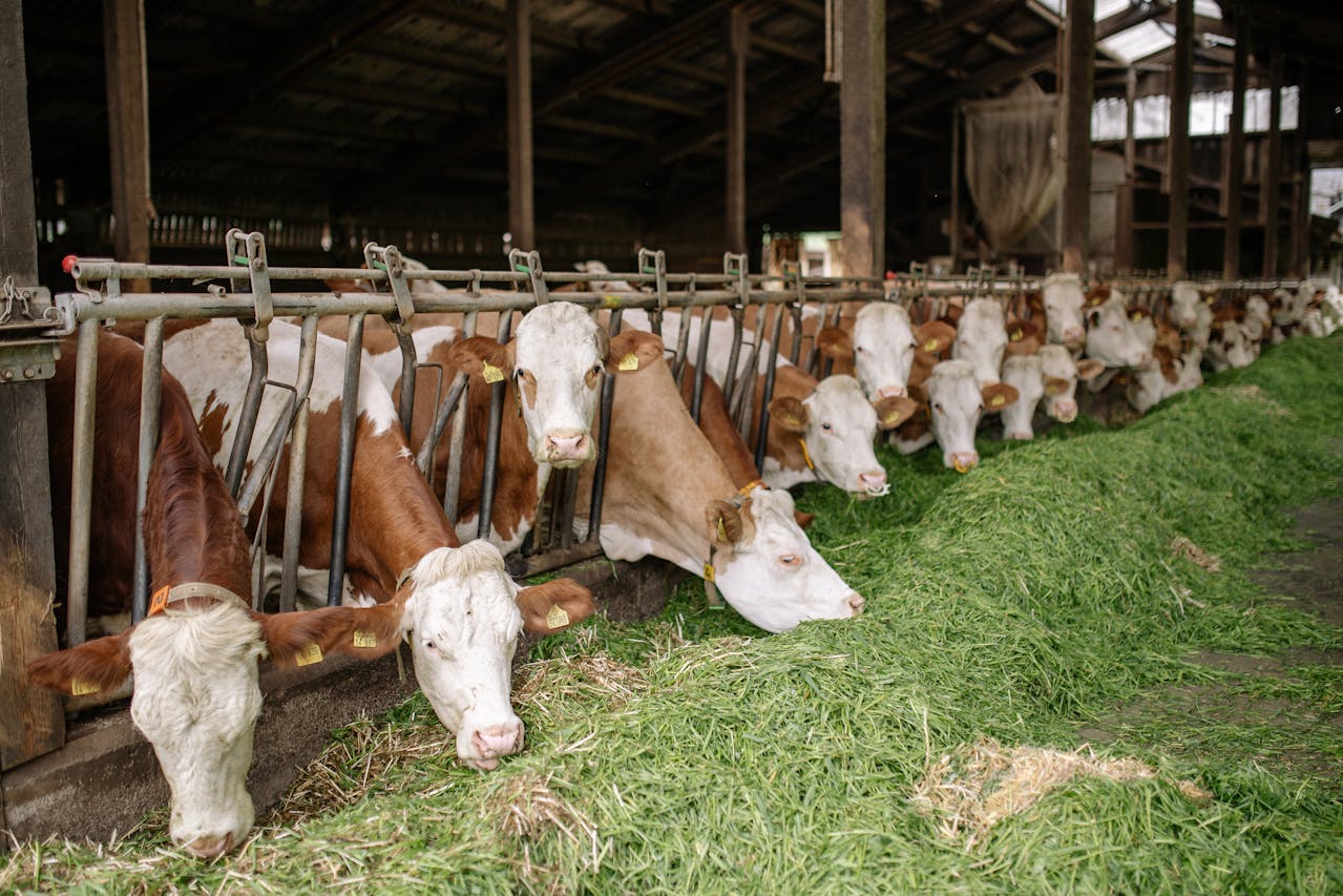 Animal Feed